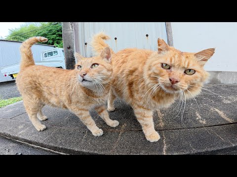 ライオンみたいな茶トラ猫をモフっていたら他の猫達も割り込んできた(YouTube)