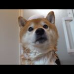 成長に涙…シャワーを克服した柴犬７歳の姿に感動しました。(YouTube)