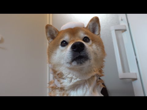 成長に涙…シャワーを克服した柴犬７歳の姿に感動しました。(YouTube)