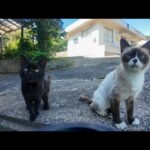 【週刊感動猫動画】今週撮った未公開猫動画まとめて公開-unreleased video of this week-2025/8/3w(YouTube)
