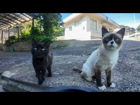 【週刊感動猫動画】今週撮った未公開猫動画まとめて公開-unreleased video of this week-2025/8/3w(YouTube)