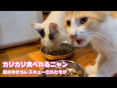 カリカリも食べるニャン  泥の中からレスキューされたモグ  元気です と～さんはダウンですwww   2025 08 29 1(YouTube)