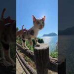 三毛猫が可愛い声で鳴きながら柵の上をトコトコと歩く #猫 #ねこ #cat(YouTube)