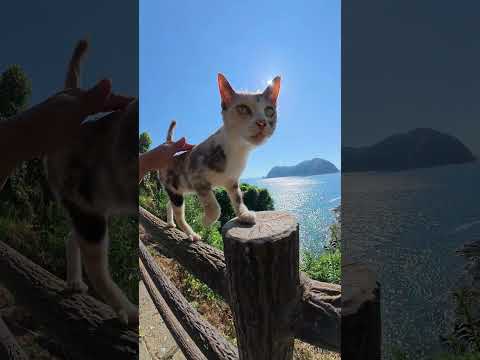 三毛猫が可愛い声で鳴きながら柵の上をトコトコと歩く #猫 #ねこ #cat(YouTube)