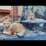 港町の路地裏で石碑の前に佇む茶トラ猫親子がかわいすぎた(YouTube)