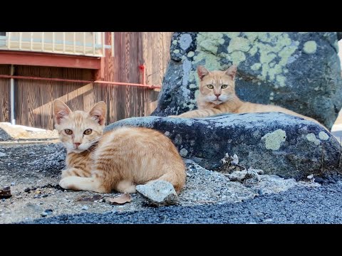 港町の路地裏で石碑の前に佇む茶トラ猫親子がかわいすぎた(YouTube)