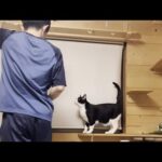 息子をロックオンして追跡する猫(YouTube)