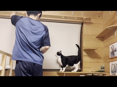 息子をロックオンして追跡する猫(YouTube)