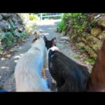 寄り添って坂道を降りる仲良し猫コンビ♡可愛さが尊すぎる(YouTube)