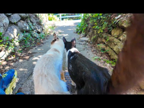 寄り添って坂道を降りる仲良し猫コンビ♡可愛さが尊すぎる(YouTube)