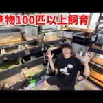 【リグガメ40匹以上】トカゲ！ヘビ！オシキャット？珍しい生き物をたくさん飼うお宅に訪問してみた(YouTube)
