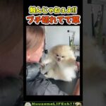めっちゃブチ切れてんの可愛すぎw【犬】 #犬 #dog(YouTube)