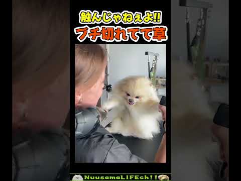 めっちゃブチ切れてんの可愛すぎw【犬】 #犬 #dog(YouTube)