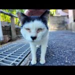 前髪を切りすぎた猫(YouTube)