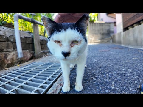 前髪を切りすぎた猫(YouTube)
