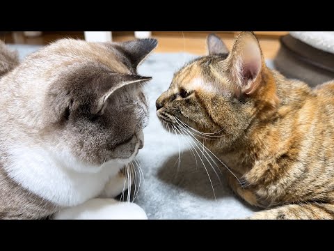 予測不能な姫猫のことが大好きな末っ子猫(YouTube)
