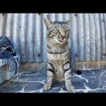 漁港の倉庫裏にいた猫にちゅーるをやってきた(YouTube)