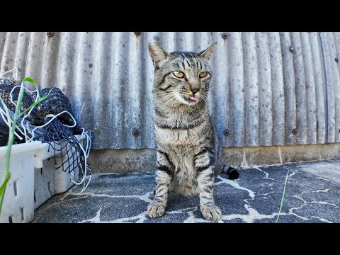 漁港の倉庫裏にいた猫にちゅーるをやってきた(YouTube)