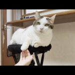 テロンテロンの肉球を娘にプニプニされてちょっと困ってしまったオジサン猫(YouTube)