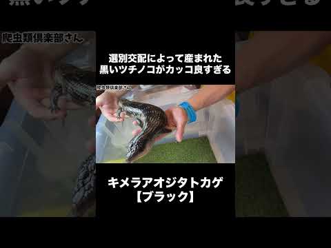選別交配によって産まれた黒いツチノコがカッコ良すぎる(YouTube)