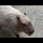 カピバラcapybara(YouTube)