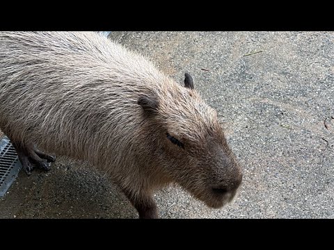 カピバラcapybara(YouTube)