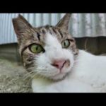 【週刊感動猫動画】今週撮った未公開猫動画まとめて公開-unreleased video of this week-2025/8/4w(YouTube)