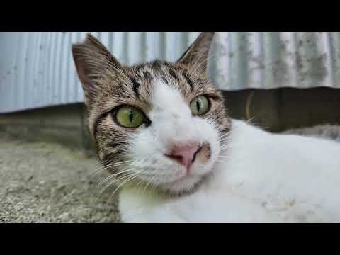 【週刊感動猫動画】今週撮った未公開猫動画まとめて公開-unreleased video of this week-2025/8/4w(YouTube)