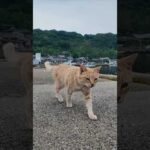 猫島からの帰りのフェリーに乗るために港に行くと来たときにもいた茶トラ猫ちゃんがいたので付近に座るとまた膝の上に乗ってきた(YouTube)