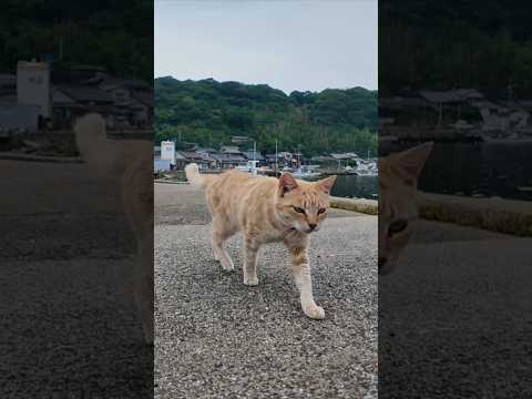 猫島からの帰りのフェリーに乗るために港に行くと来たときにもいた茶トラ猫ちゃんがいたので付近に座るとまた膝の上に乗ってきた(YouTube)