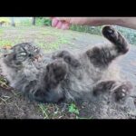 咳をする長毛猫をナデたら落ち着いて脱力した(YouTube)