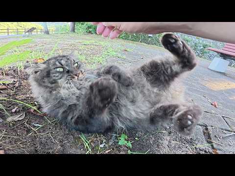 咳をする長毛猫をナデたら落ち着いて脱力した(YouTube)