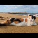 三毛猫が狩りを頑張った後、海へ行って疲れを癒す(YouTube)