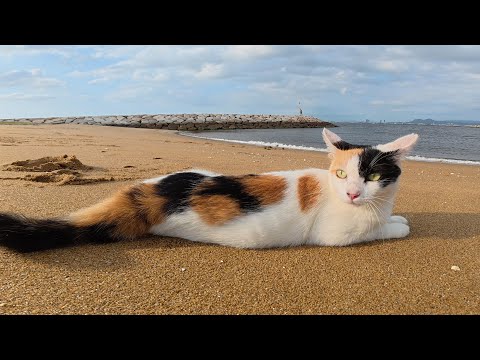 三毛猫が狩りを頑張った後、海へ行って疲れを癒す(YouTube)