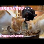 既にヘロヘロwww  ワンオペ2日目  猫達はみんな元気です   2025 08 25 2(YouTube)