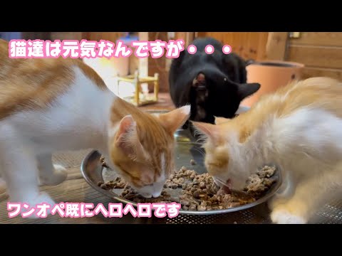 既にヘロヘロwww  ワンオペ2日目  猫達はみんな元気です   2025 08 25 2(YouTube)