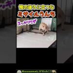 これ当たったら怪我するやつだ😂【ミサイル犬】 #犬(YouTube)