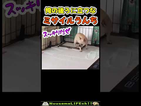 これ当たったら怪我するやつだ😂【ミサイル犬】 #犬(YouTube)