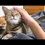 名前を一番に呼ばれなかった猫が可愛すぎました(YouTube)