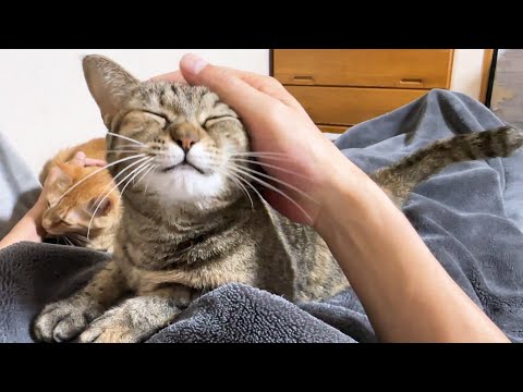 名前を一番に呼ばれなかった猫が可愛すぎました(YouTube)