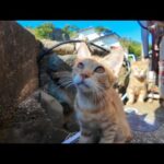 港町の路地裏で見つけた！かわいい茶トラ猫の親子🐾🐈(YouTube)