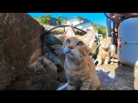港町の路地裏で見つけた！かわいい茶トラ猫の親子🐾🐈(YouTube)