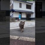 漁港の街の神社に行こうとしたら猫が駆け寄ってきた(YouTube)