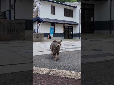 漁港の街の神社に行こうとしたら猫が駆け寄ってきた(YouTube)