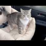 いつもと別のルートで病院に向かったら油断してた猫が到着した瞬間にこうなっちゃいました…(YouTube)