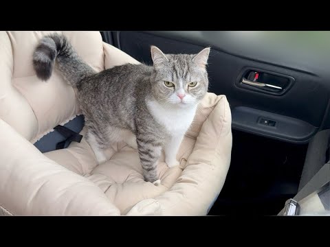 いつもと別のルートで病院に向かったら油断してた猫が到着した瞬間にこうなっちゃいました…(YouTube)