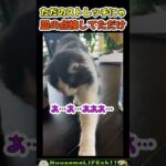 絶対、盗もうとしてたよね？【ネコ】#猫 #cat(YouTube)