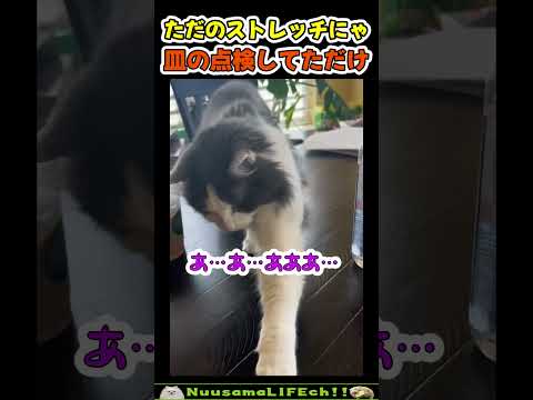 絶対、盗もうとしてたよね？【ネコ】#猫 #cat(YouTube)