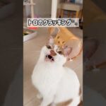 猫じゃらしで遊ぶとクラッキングします！ #shorts(YouTube)