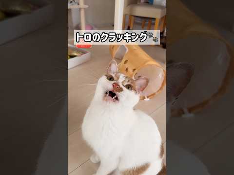 猫じゃらしで遊ぶとクラッキングします！ #shorts(YouTube)